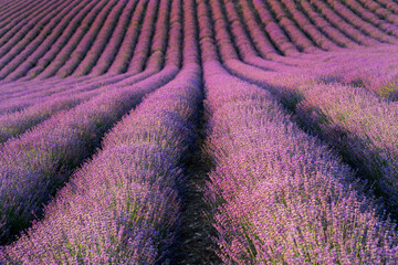 Blurred nature scenes Lavender flowers beautiful nature field scene in sunlight Lavender flower background. Dawn in a lavender field.