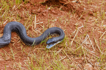 Black eastern ratsnake, native to South Carolina, thrived during summer months, making ground its domain.