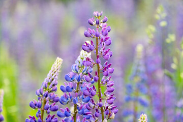 A close-up of a beautiful lupine field plant. Selective focus.