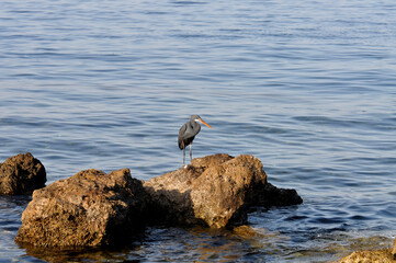 Eastern reef heron or Egretta sacra hunts for fish on a coastal reef of the Red Sea in Egypt