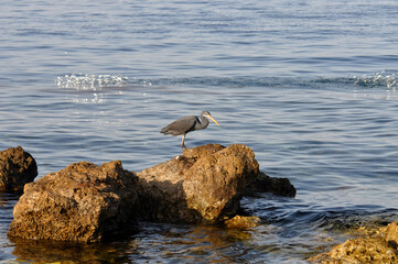 Eastern reef heron or Egretta sacra hunts for fish on a coastal reef of the Red Sea in Egypt