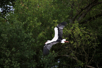 white stork in flight