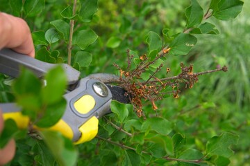 pruning wilted lilac flowers, garden work in the summer season after the bloom of the quids     