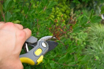 pruning wilted lilac flowers, garden work in the summer season after the bloom of the quids     