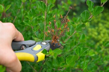 pruning wilted lilac flowers, garden work in the summer season after the bloom of the quids     