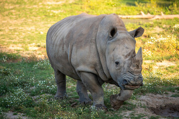 White rhino with big horns walking in the late afternoon sun