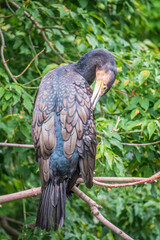 Great cormorant, Phalacrocorax carbo, sits on tree branch on green background