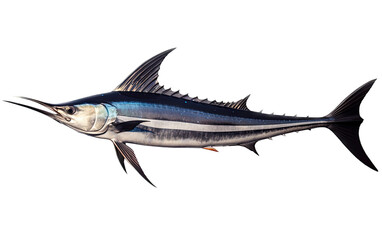 a Black Marlin, Istiompax indica, swimming in various positions in a Fishing and Aquatic-themed, photorealistic illustrations in a PNG, cutout, and isolated. Generative AI