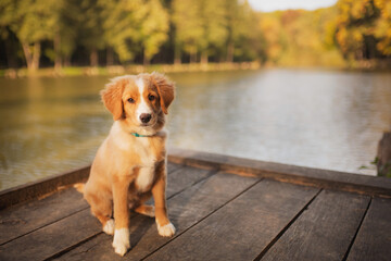 cute nova scotian duck toller retriever puppy dog sitting on a dock at a lake in autumn