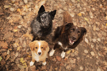 three dogs a nova scotia duck tolling retriever puppy and a hungarian mudi and an australian shepherd group portrait in a forest in autumn