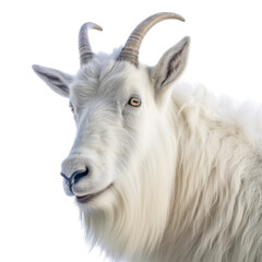a Mountain Goat, Oreamnos americanus, Portrait, in various positions, Nature-themed, photorealistic illustrations in a PNG, cutout, and isolated. Generative AI