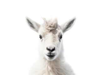 a young Mountian Goat portrait front view, in an isolated and transparent PNG in a Wildlife-themed, photorealistic illustration. Generative ai