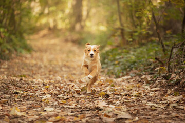 Naklejka na ściany i meble cute nova scotian duck toller retriever puppy dog running in an autumn forest