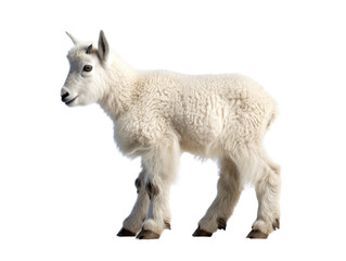 Fototapeta premium a baby Mountain Goat, Oreamnos americanus, full body in motion, in various positions, Nature -themed, photorealistic illustrations in a PNG, cutout, and isolated. Generative AI