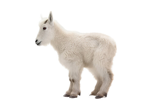 a baby Mountain Goat, Oreamnos americanus, full body in motion, in various positions,  Nature -themed, photorealistic illustrations in a PNG, cutout, and isolated. Generative AI