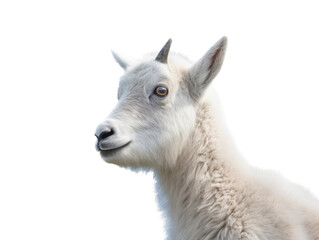 Obraz premium a young Mountian Goat portrait side view, in an isolated and transparent PNG in a Wildlife-themed, photorealistic illustration. Generative ai