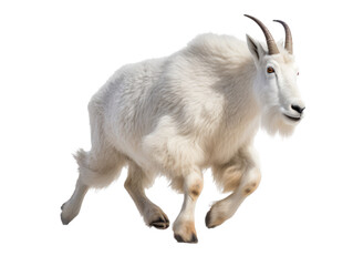  a Mountain Goat, Oreamnos americanus, in motion in various positions, full body, Nature -themed, photorealistic illustrations in a PNG, cutout, and isolated. Generative AI