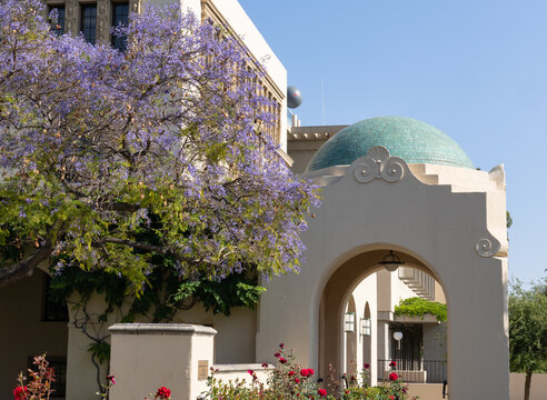 Pasadena, CA - May 15 2022:  Blooming Jacaranda trees on the campus of Caltech