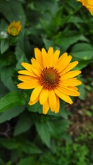 yellow flower in the garden