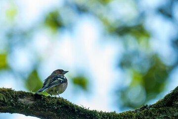 bird on a branch