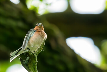 robin on branch