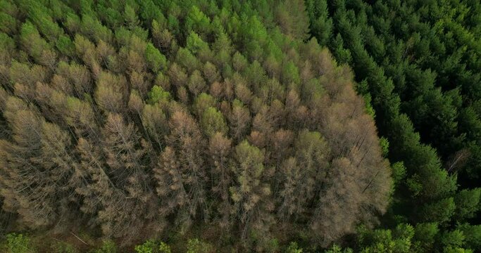Aerial view of coniferous trees in the forest that have suffered from the invasion of silkworm pests.