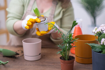 home gardener woman in an apron care for house plants holding hyacinth bulb, plants home decoration...