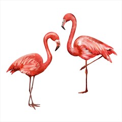 Two pink flamingos isolated on white background. Watercolor illustration on a summer theme. Greeting cards, wedding invitations, flyers and banners.