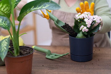 gardening enthusiast hobby of home gardening, horticulture nurturing various plants by watering and repotting them in decorative pots.