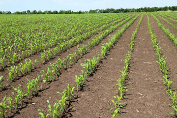 Young corn grows on the farmer's field.