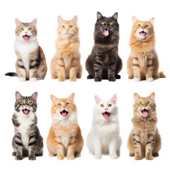 a group/set of adorable cats of different breeds, sitting, full body, in Pet-themed, photorealistic illustrations in a PNG, cutout, and isolated. Generative AI