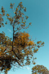 autumn tree against sky