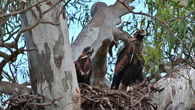 wedgetail eagle in a nest in australia in summer. pair of chicks