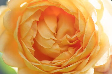 beautiful apricot yellow rose flower background. macro shot. sunny day