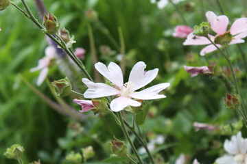 natural background fresh wild flowers
