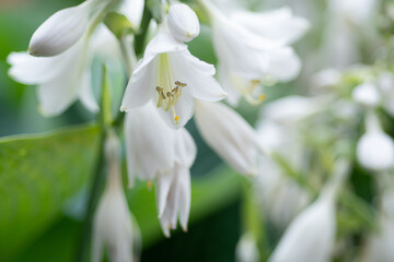 beautiful white blossom exotic plant with huge leaves. macro footage. cloudy day