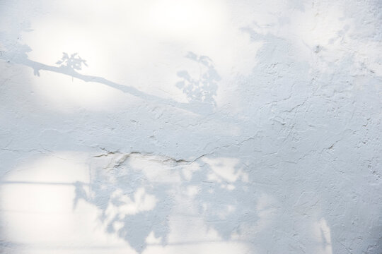 Sombra de vid sobre muro blanco