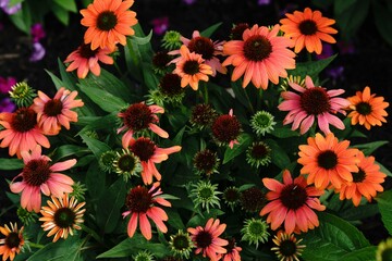 Beautiful flowers plants in my backyard spring summer garden © Donna