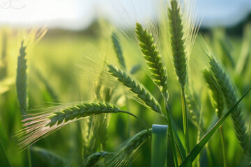 Fresh ears of young green wheat and on nature in spring summer field. Generative AI