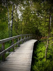 bridge in the forest