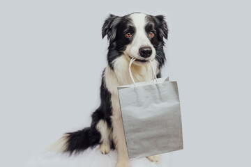 Puppy dog border collie holding shopping bag in mouth isolated on white background. Online or mall shopping shopaholic concept. Black friday Christmas season sale. Mock up