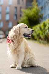 Cute adorable dog sitting, walking on street, looking away, posing for picture caring for pet dog