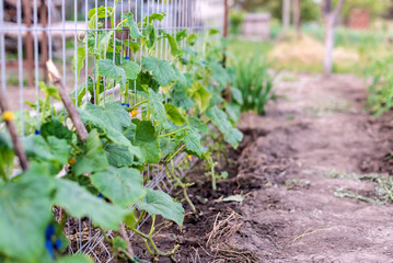 cucumber plants grow in the garden