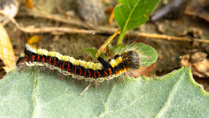 Eine Raupe der Pfeileule (Acronicta psi)