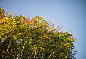 Tree Canopy with Green, Yellow, and Red Leaves Under Blue Sky.