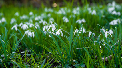 die ersten Blumen im Frühling sind die Schneeglöckchen