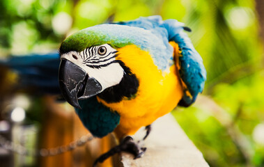 beautiful Blue-and-Yellow Macaw in rainforest
