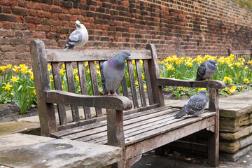 Four pigeons on a bench seat in City of London with spring daffodils