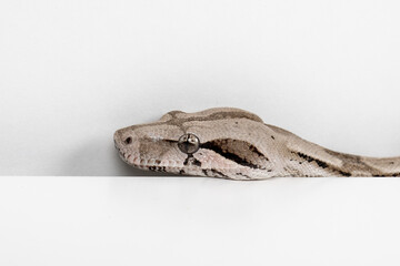 Caulker Caye Boa Constrictor on White Background - Exotic Reptile Wildlife Macro Stock Photo