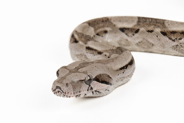 Caulker Caye Boa Constrictor on White Background - Exotic Reptile Wildlife Macro Stock Photo